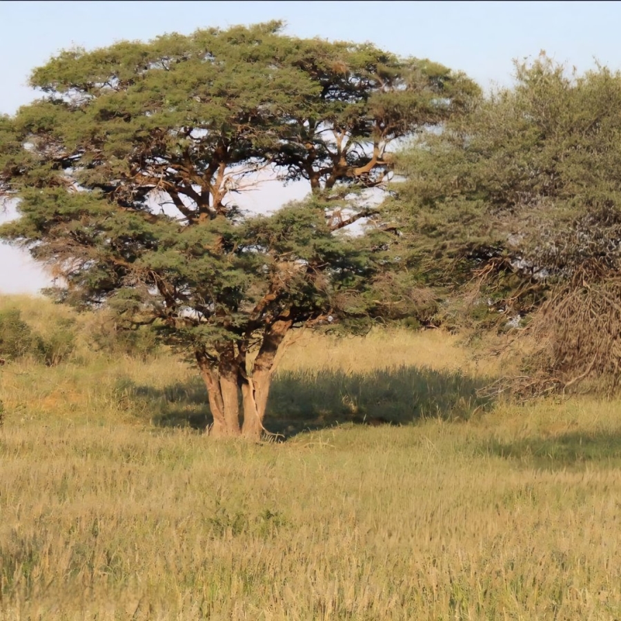 Commercial Property for Sale in Van Zylsrus Northern Cape